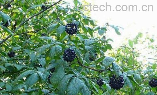 五加皮与刺五加区别-1