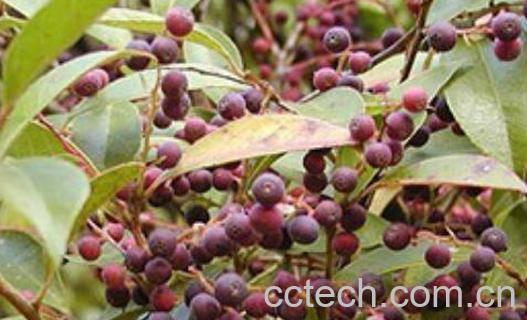 枪子果的功效与作用-0