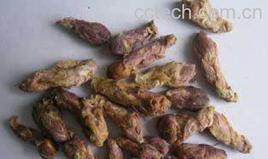 蜜冬花的功效与作用-0