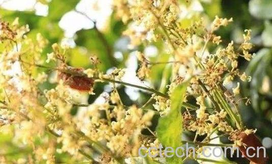 凤蜜花的功效和作用-0