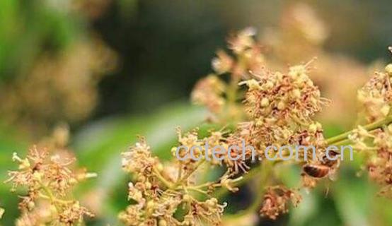 凤蜜花的功效和作用-1