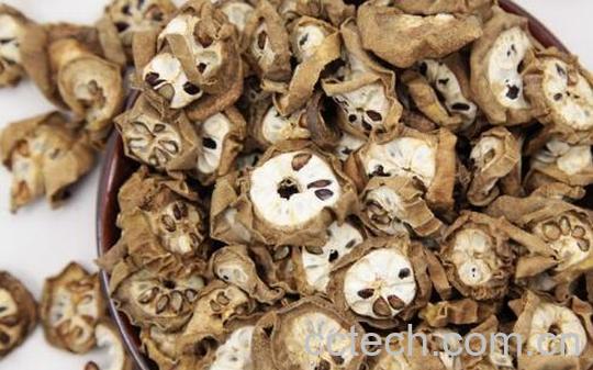 预知子的功效与作用及禁忌-0