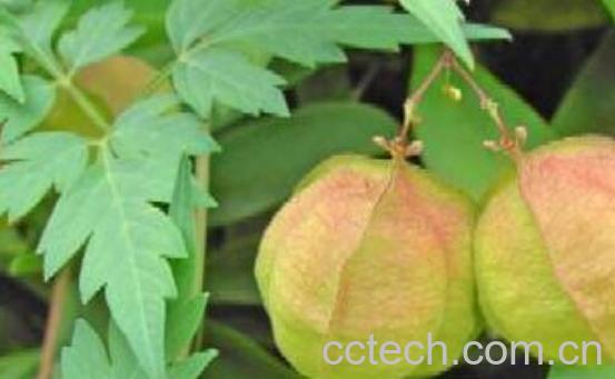 炮掌果的功效与作用-0