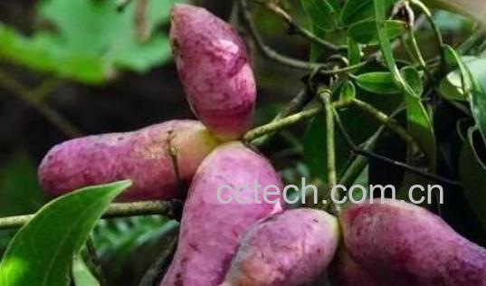 预知子的功效与作用及禁忌-1