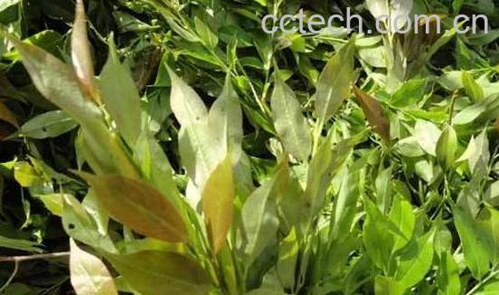 F木的功效与作用-1