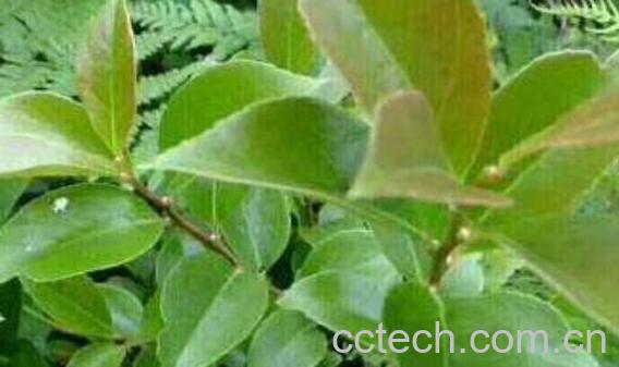 F木的功效与作用-0