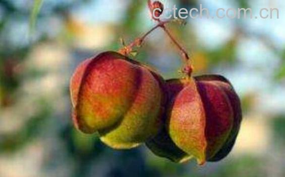 炮掌果的功效与作用-1