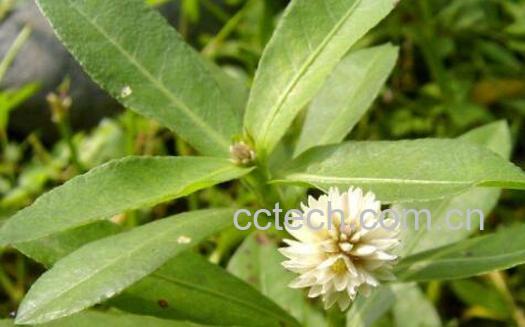 泡掌筒的功效与作用-0