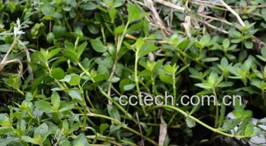 泡掌筒的功效与作用-1