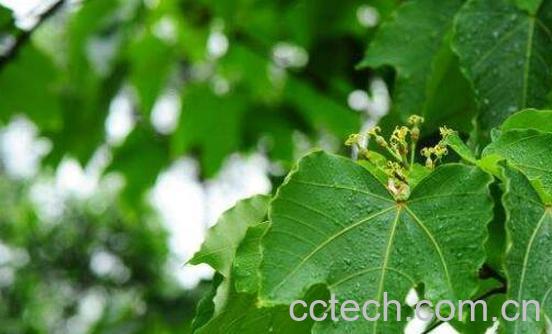 油桐叶的功效与作用 油桐叶的药用价值-0