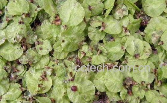 榆荚仁的功效与作用-0