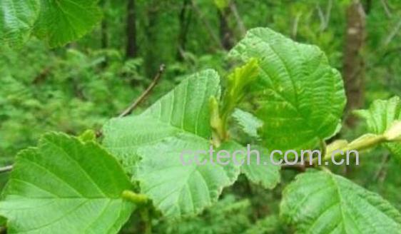 桤木枝梢的功效与作用-0