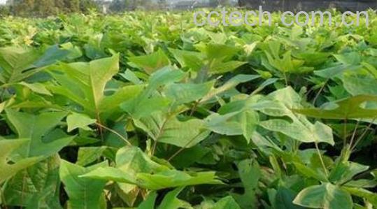 桤木枝梢的功效与作用-1