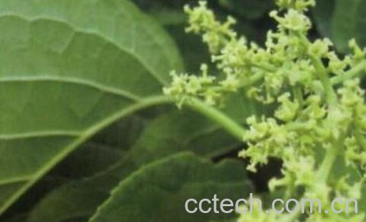 灵寿茨的功效与作用-0