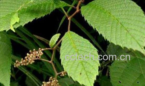 灵寿茨的功效与作用-1