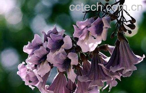 中药梧桐花的功效与作用 梧桐花的药用价值-0