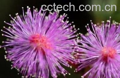  紫色蒲公英功效与作用 紫色蒲公英花语-0