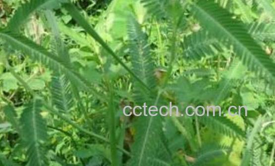 水皂角的功效与作用-0