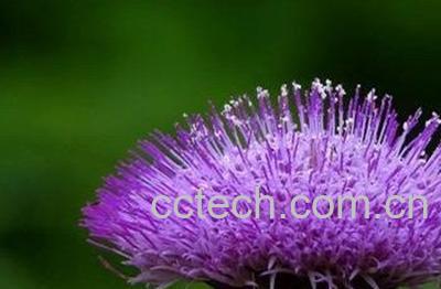  紫色蒲公英功效与作用 紫色蒲公英花语-1