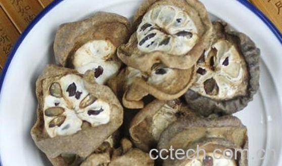 水皂角的功效与作用-1