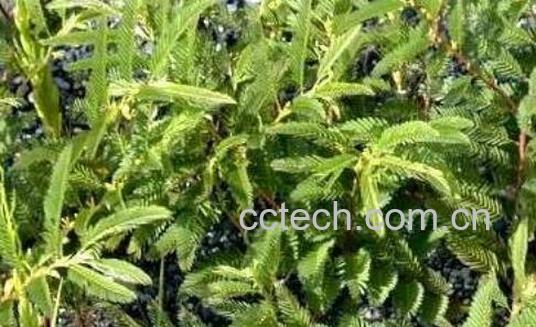 糯稻根须的功效与作用-1