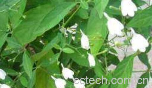 白鹤灵芝草的功效与作用-0