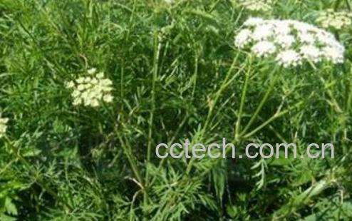 山香草的功效与作用-1