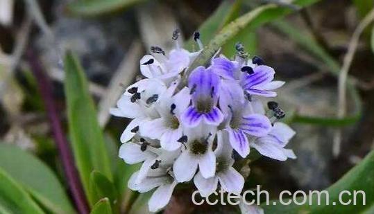 六月寒的功效与作用-1