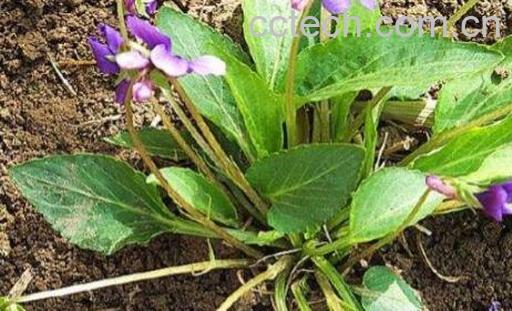 六月寒的功效与作用-0