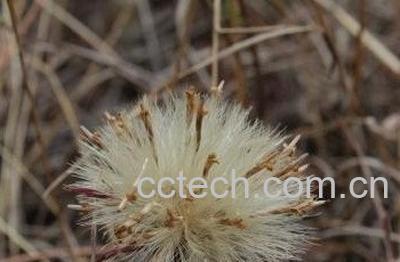 老蒲公英的功效与作用-0