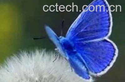  网苞蒲公英的功效与作用-0