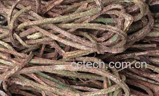 四方藤的功效与作用-0