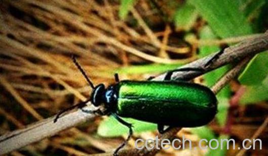 青娘子的功效与作用-0