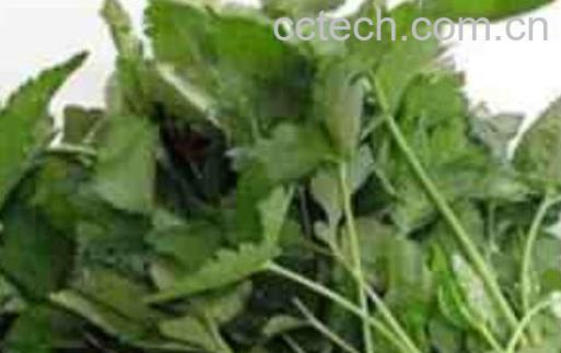 鸭儿芹的功效与作用-0