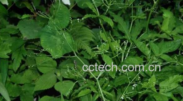 鸭儿芹的功效与作用-1