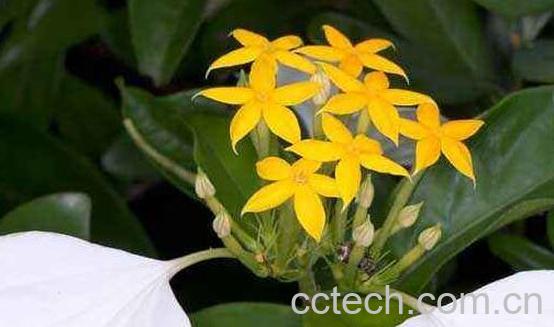 玉叶金花的功效与作用及常见用法-1