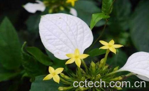 玉叶金花的功效与作用及常见用法-0