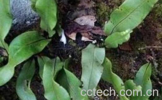 小石韦的功效与作用-1