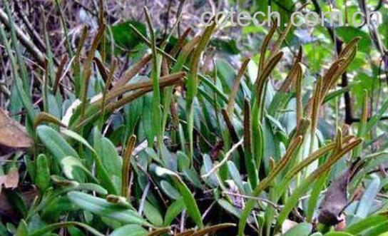 小石韦的功效与作用-0