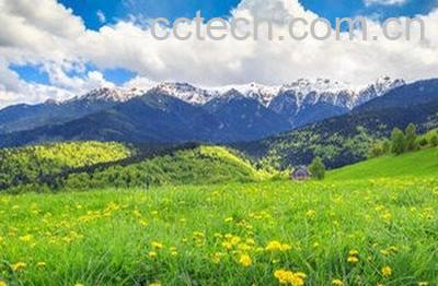 长期喝蒲公英水的好处与坏处-1