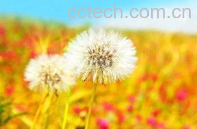 长期喝蒲公英水的好处与坏处-0