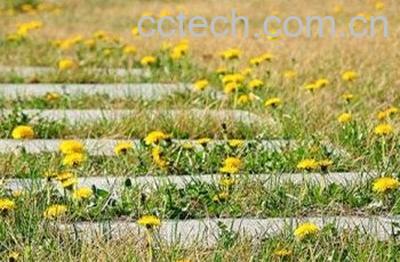 蒲公英如何种植 蒲公英种植方法-0