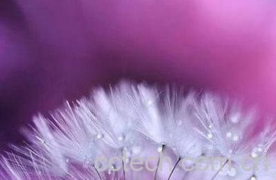 蒲公英敷脸有什么好处 蒲公英敷脸的危害-0