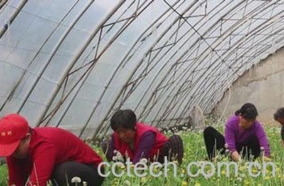 蒲公英如何种植 蒲公英种植方法-1