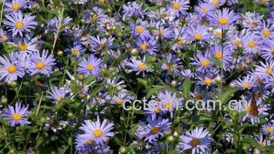 紫菀的功效与作用及药用价值-0