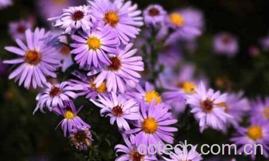 紫菀的功效与作用及药用价值-1