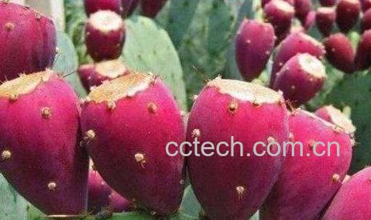 仙掌子的功效与作用-0