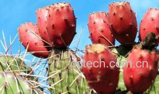 仙掌子的功效与作用-1