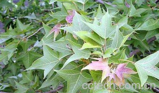 枫香树叶的功效与作用-1