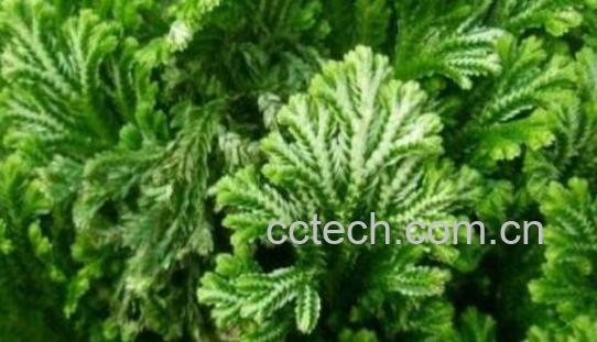 小过江龙的功效与作用-0